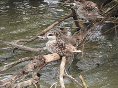 Marmaronetta angustirostris