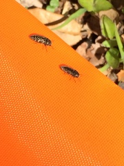 Acmaeodera neglecta neoneglecta