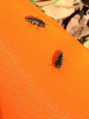 Acmaeodera neglecta neoneglecta