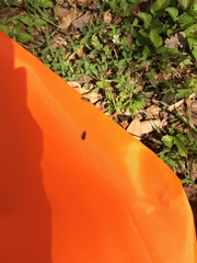 Acmaeodera neglecta neoneglecta