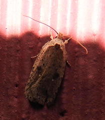 Agonopterix argillacea