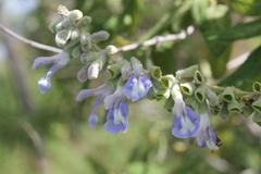 Salvia fruticulosa