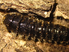 Cerogria janthinipennis