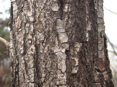 Quercus dentata