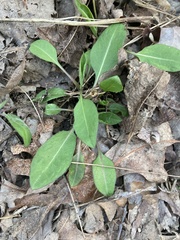 Coreopsis auriculata