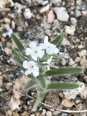 Johnstonella angustifolia
