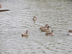 Marmaronetta angustirostris