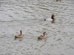 Marmaronetta angustirostris