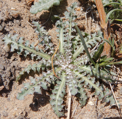 Malacothrix fendleri