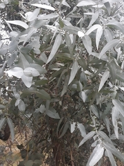 Eucalyptus cinerea triplex