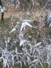Eucalyptus cinerea triplex