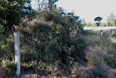 Sophora prostrata