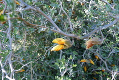 Sophora prostrata
