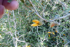 Sophora prostrata