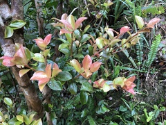 Camellia brevistyla