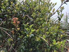 Camellia brevistyla