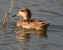 Marmaronetta angustirostris