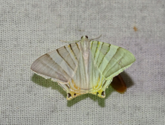 Phrygionis platinata