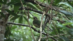 Ailuroedus maculosus