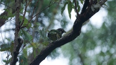 Ailuroedus maculosus