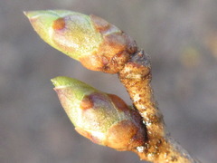 Symplocos sawafutagi