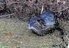 Myocastor coypus
