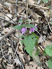 Lamium maculatum