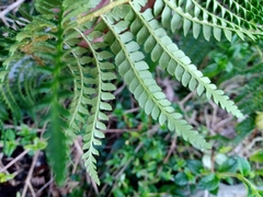 Polystichum chilense