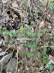 Lamium maculatum