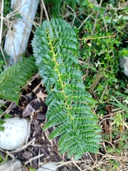 Polystichum chilense