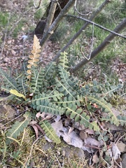 Asplenium ceterach
