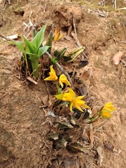 Lycaste aromatica