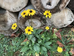 Rudbeckia