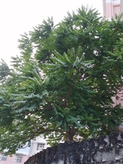 Averrhoa bilimbi