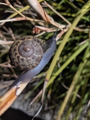 Cornu aspersum
