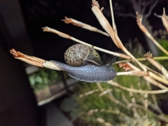 Cornu aspersum