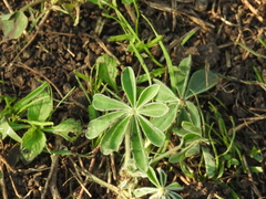 Lupinus pilosus