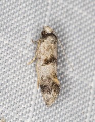 Bathrosterra macrotricha