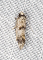 Bathrosterra macrotricha