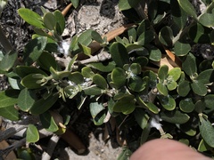 Euphyllura olivina