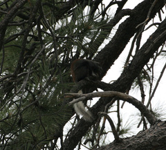 Sciurus aberti kaibabensis