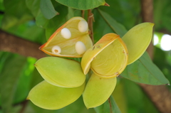 Sterculia parviflora