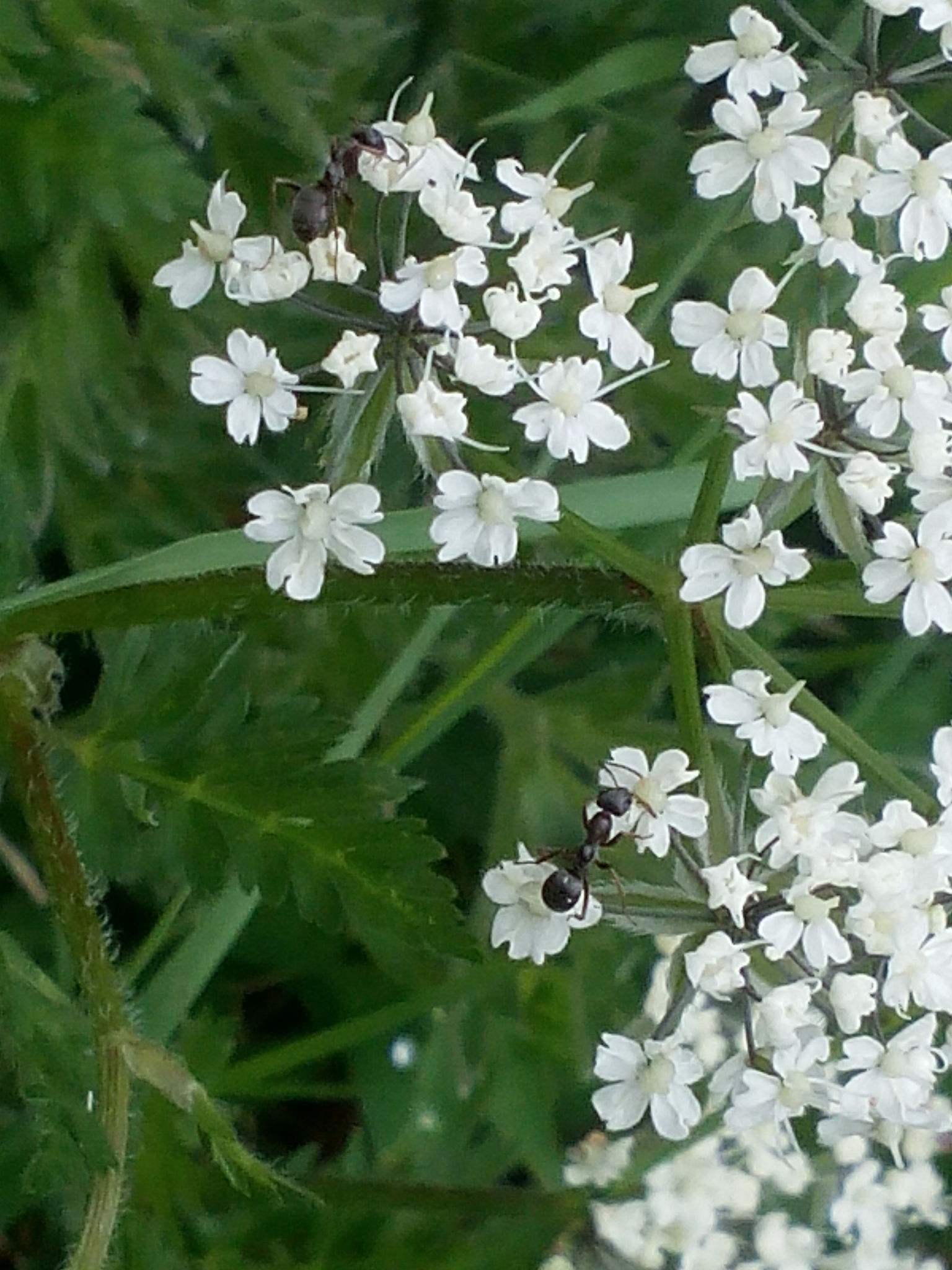 Formica lemani