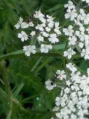 Formica lemani