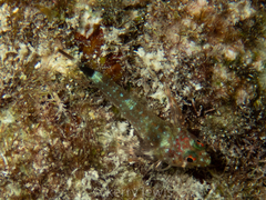 Enneanectes boehlkei