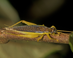 Unka tribulatio