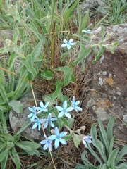 Oxypetalum coeruleum