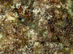 Enneanectes boehlkei