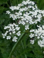 Formica lemani