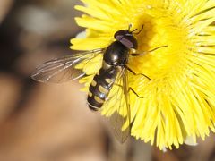 Melangyna lasiophthalma